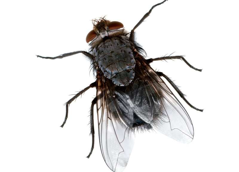 Cricket Control