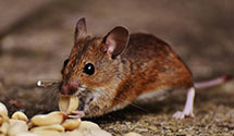 24 Hour & Emergency Exterminators in Mosinee, WI